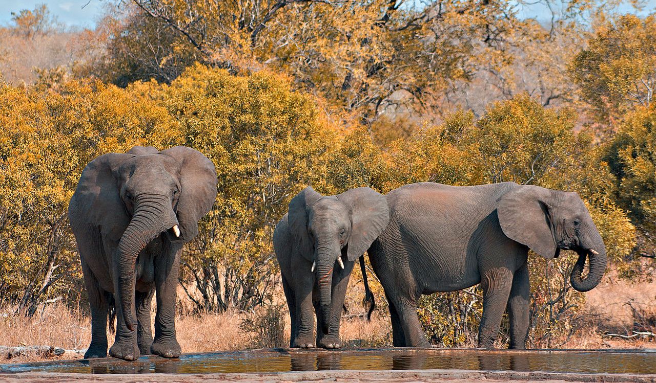 Elefanten im Krüger Park